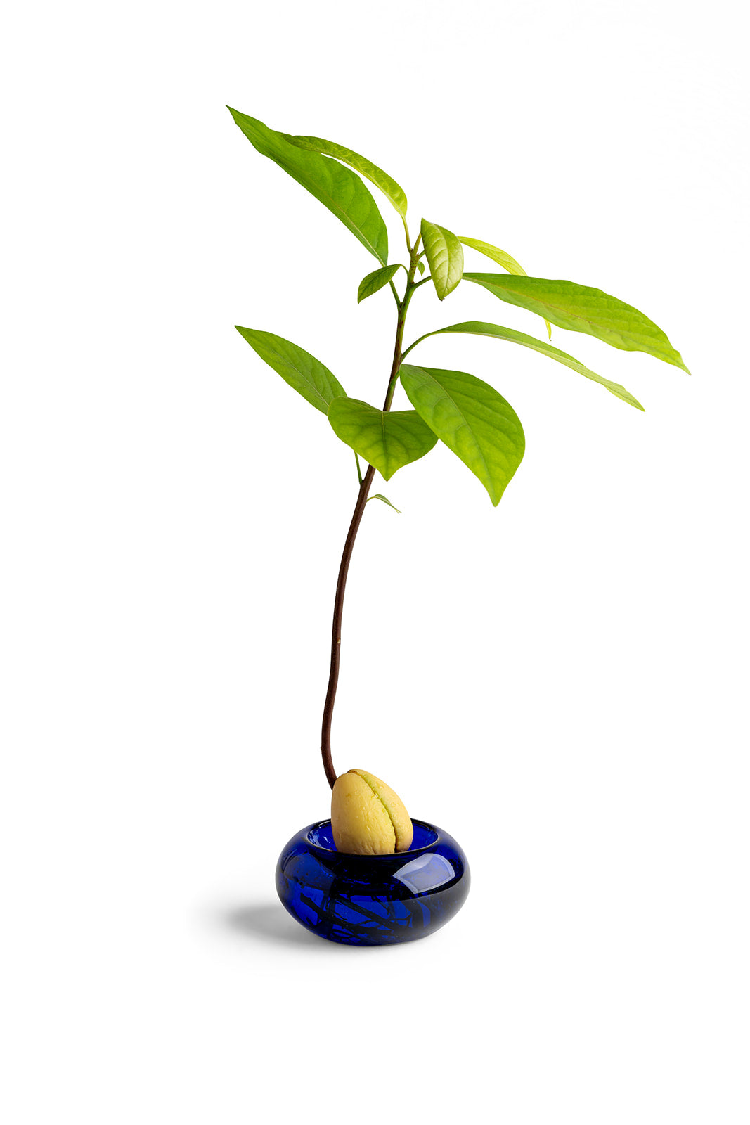 אבוקדו, כלי הנבטה