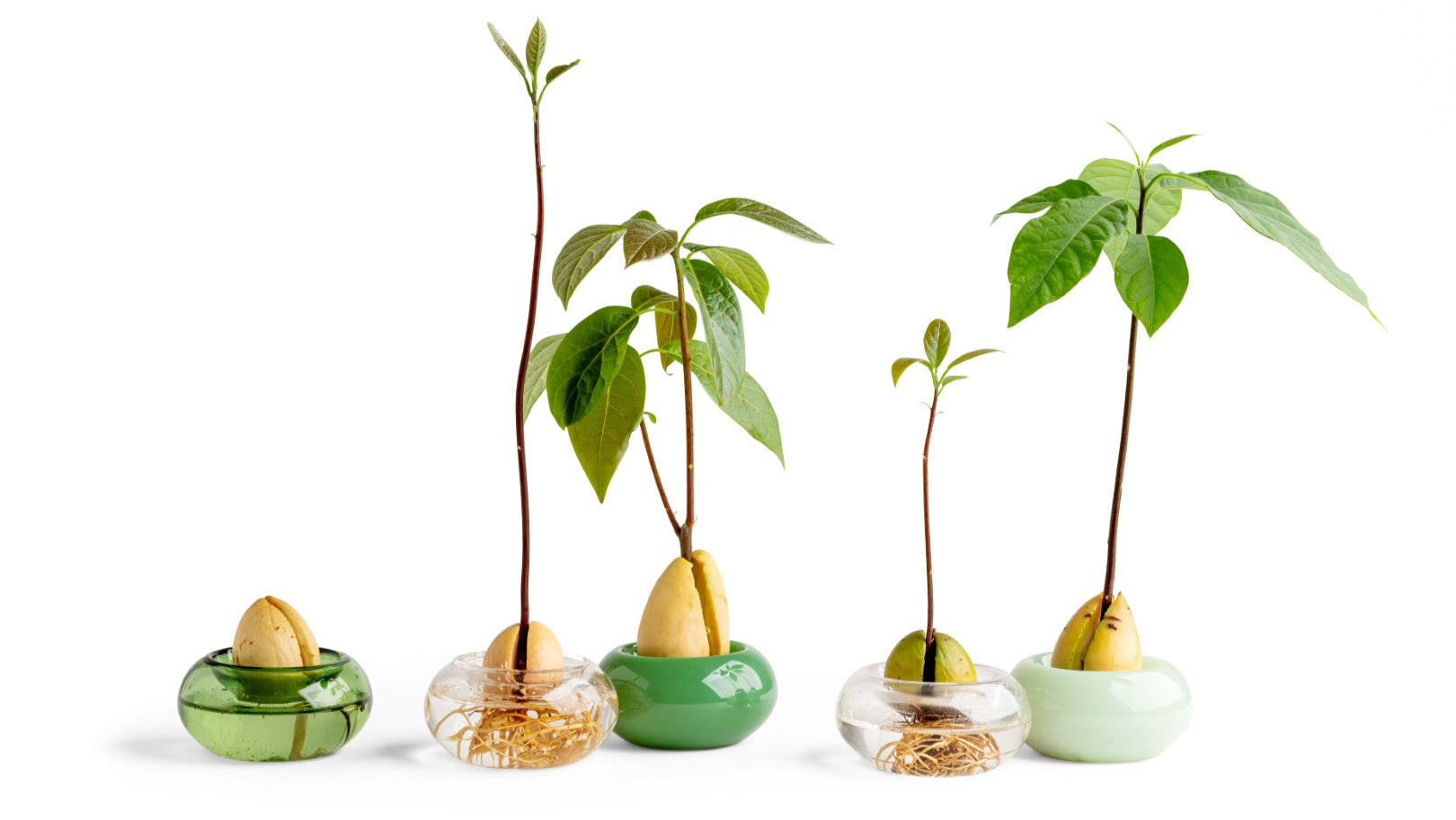 מארז צמיחה אולסטארז