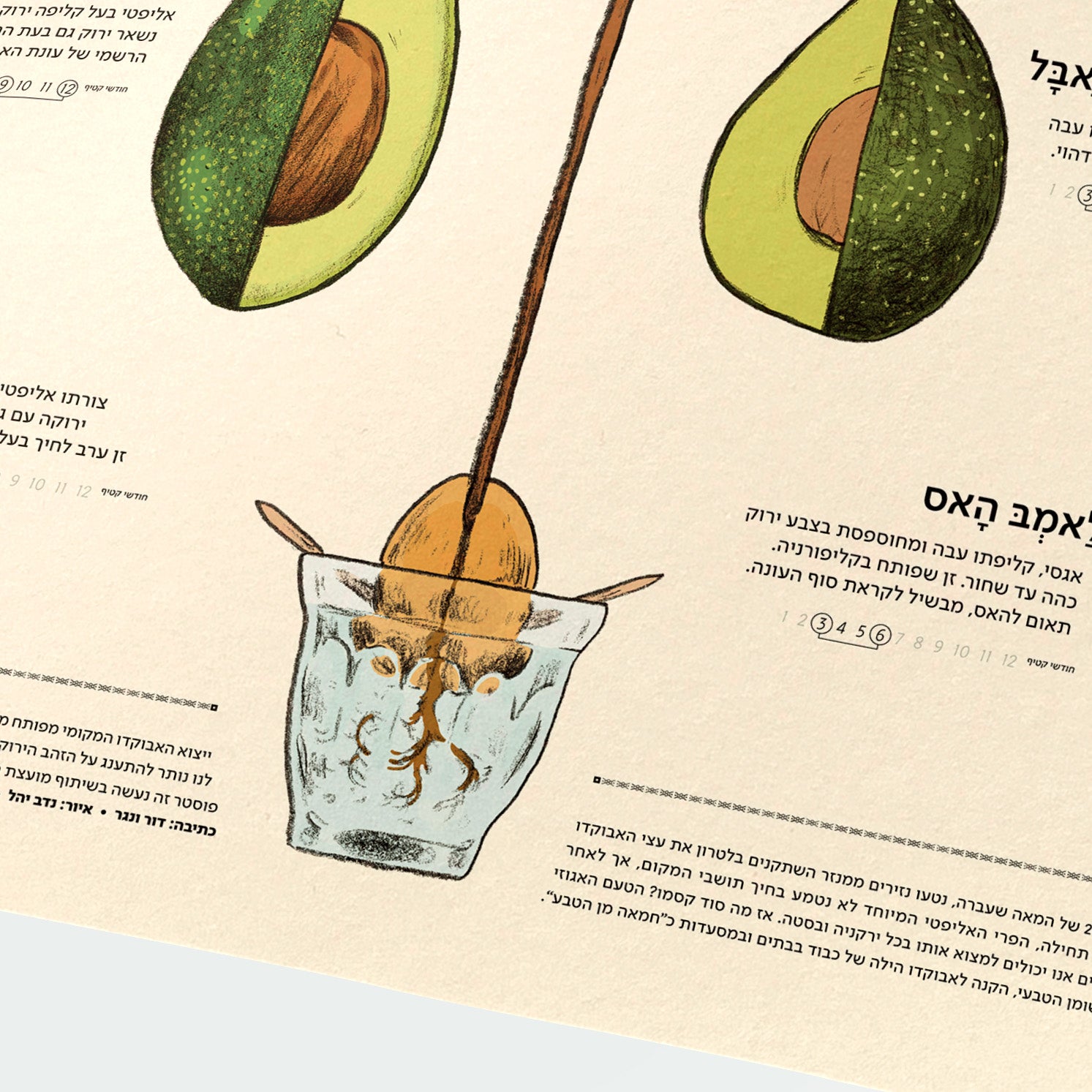 פוסטר זהב ירוק - מקרא אבוקדו