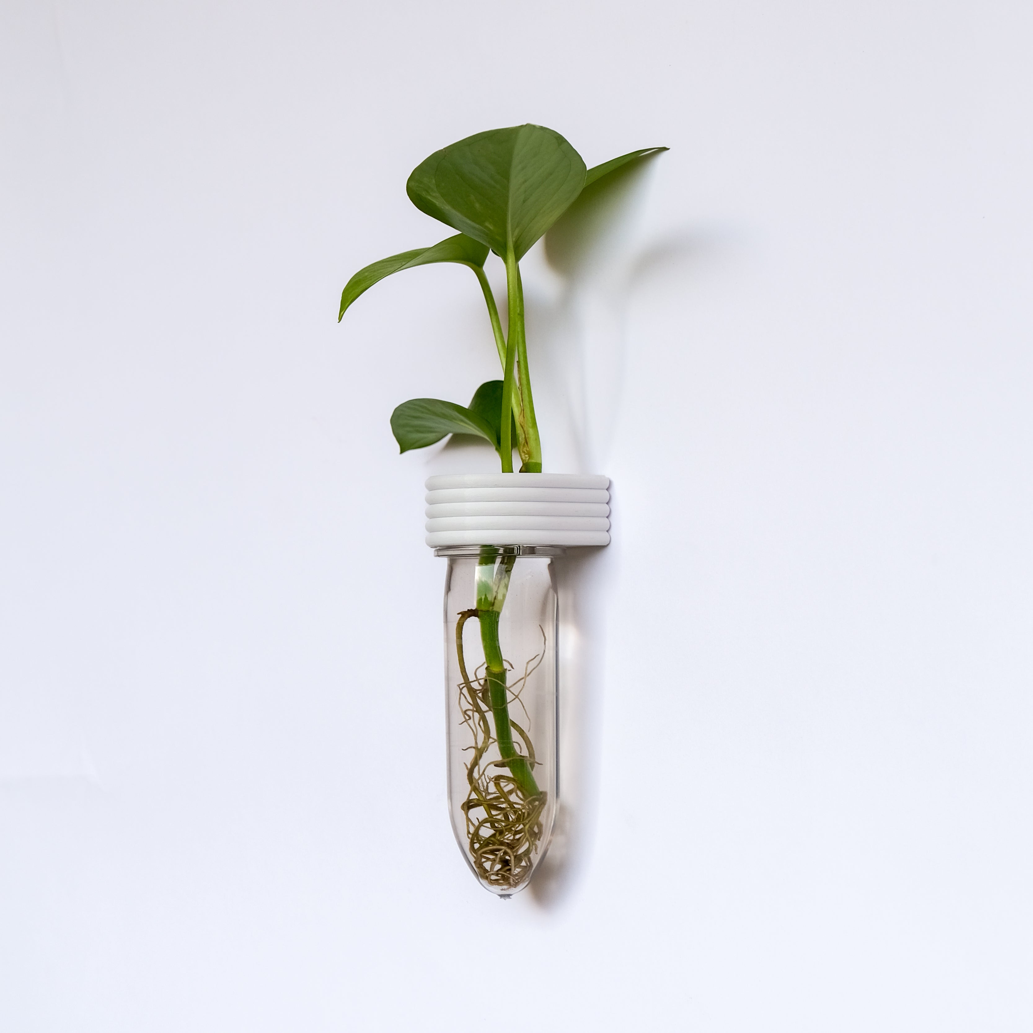 מבחנת השרשה לייחורים | רוטא