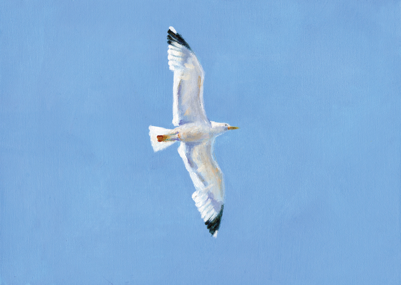 שחף | הדפס דיגיטלי