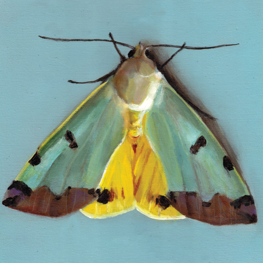 עש צהוב | הדפס דיגיטלי