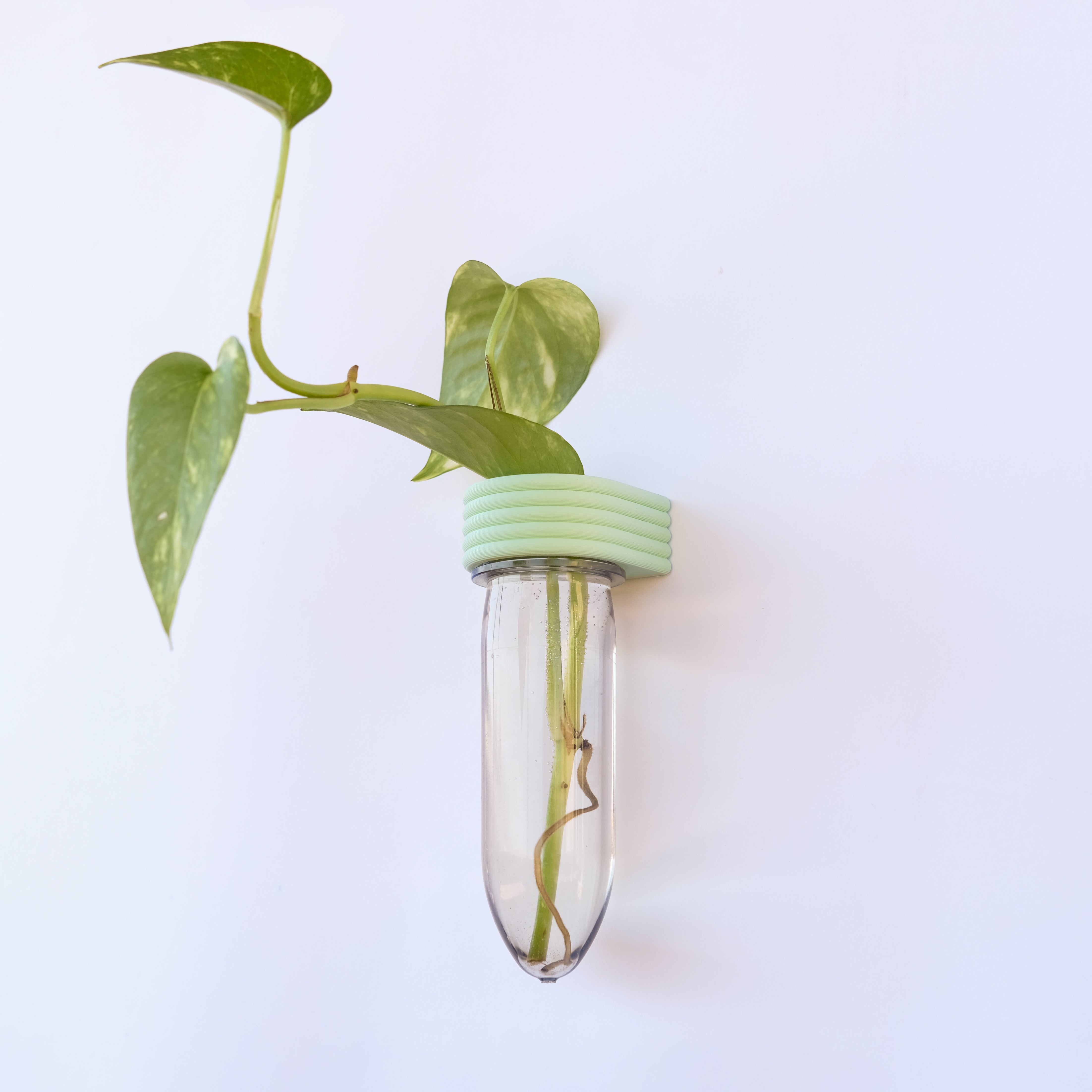 מבחנת השרשה לייחורים | רוטא