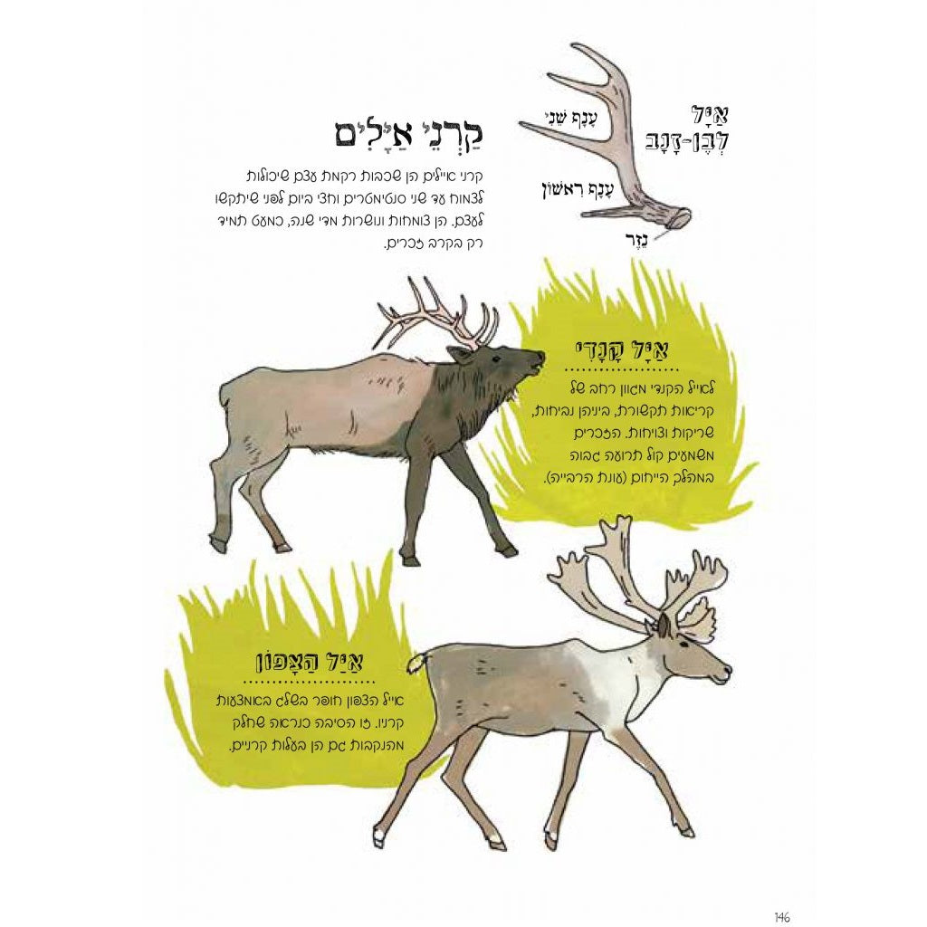 הָאָנָטוֹמְיָה שֶׁל הַטֶּבַע