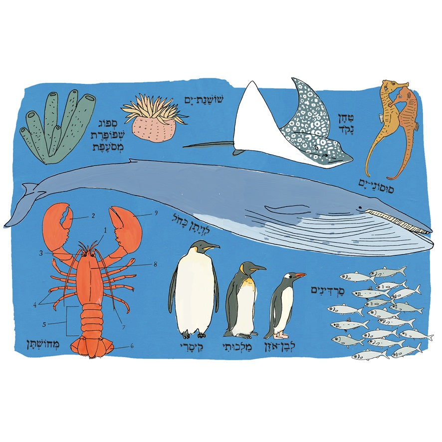 הָאָנָטוֹמְיָה שֶׁל הַיָּם