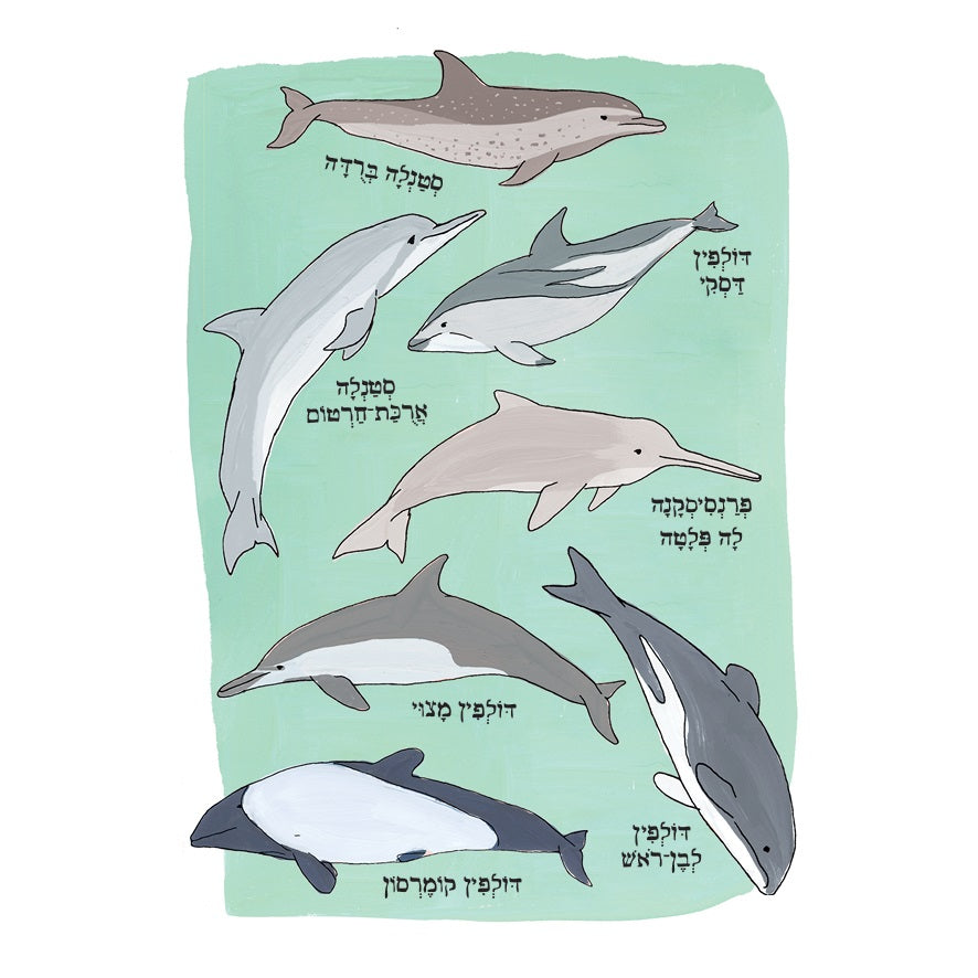 הָאָנָטוֹמְיָה שֶׁל הַיָּם