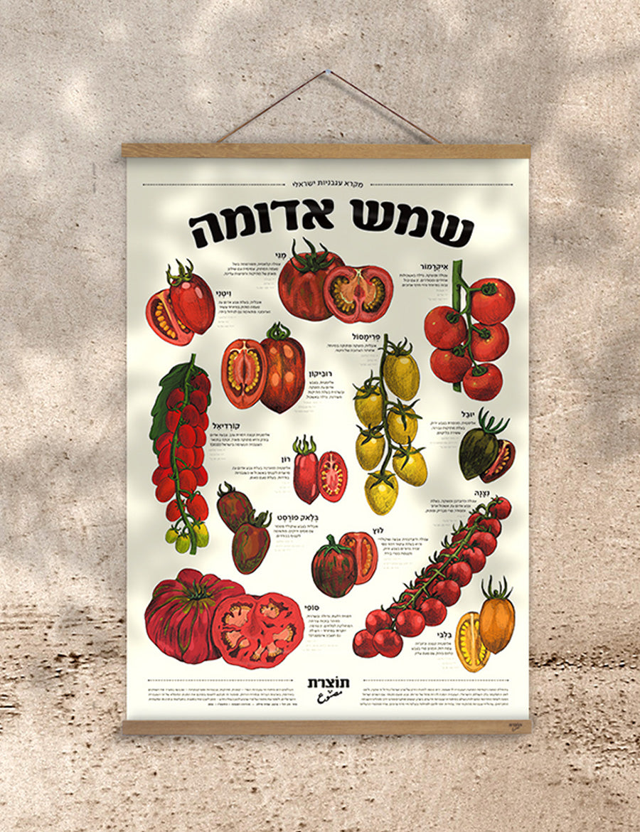 פוסטר שמש אדומה - מקרא עגבניות