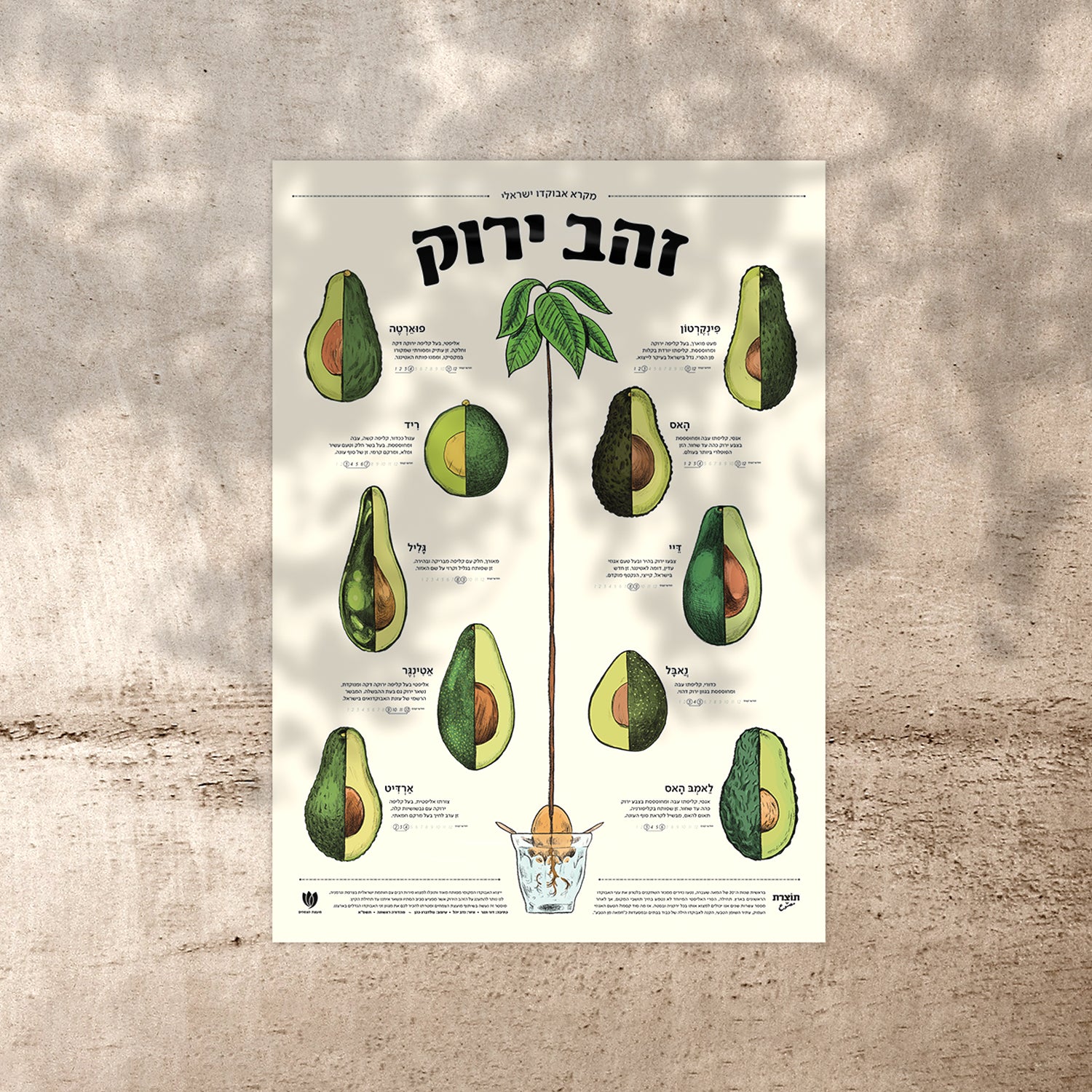 מארז "זהב ירוק" - פוסטר אבוקדו + מתלה עץ מגנטי