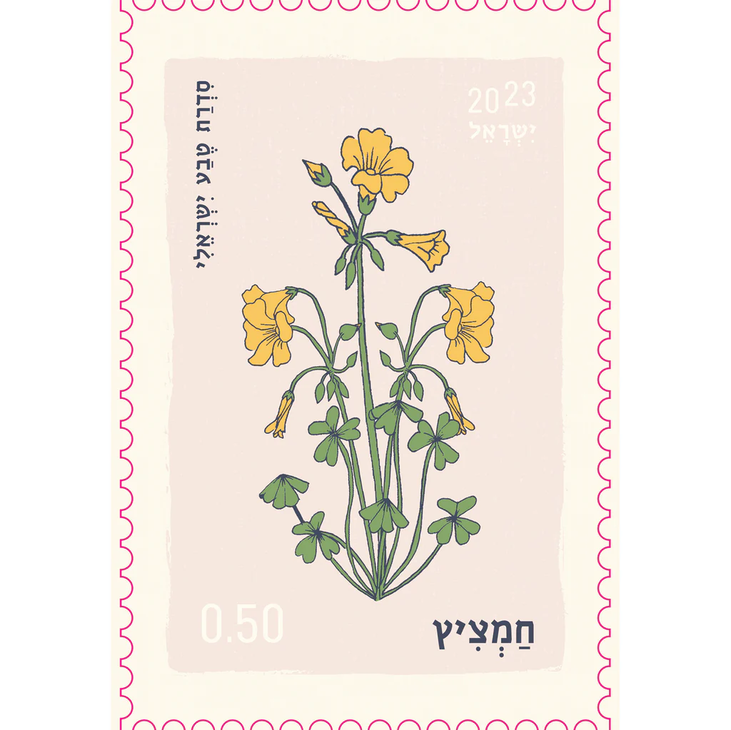 גלוית בול | יולטה