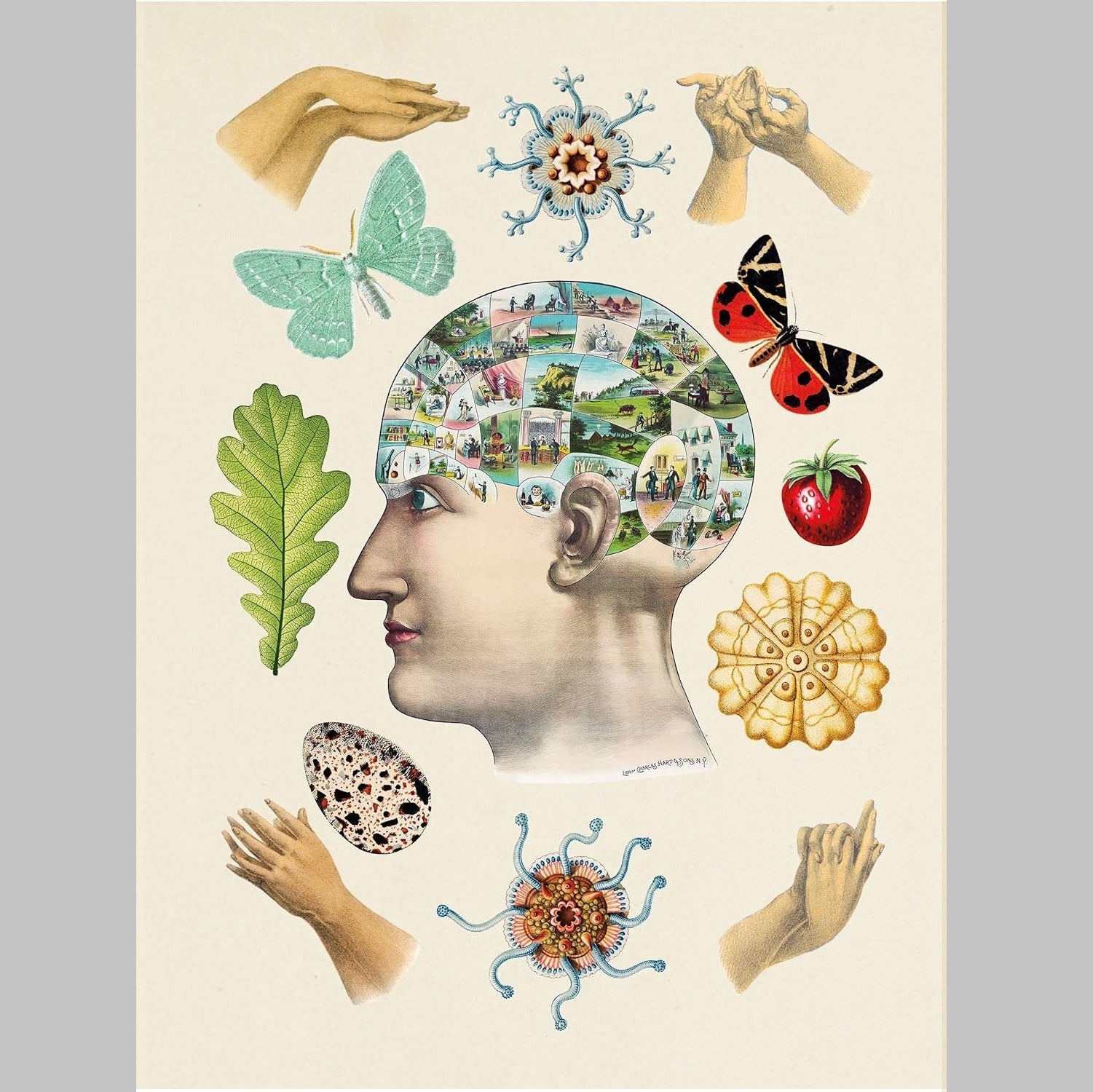 ספר המדבקות העתיקות: למעלה מ-1,000 מדבקות ויקטוריאניות מעולות